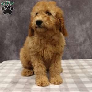 Molly, Mini Goldendoodle Puppy